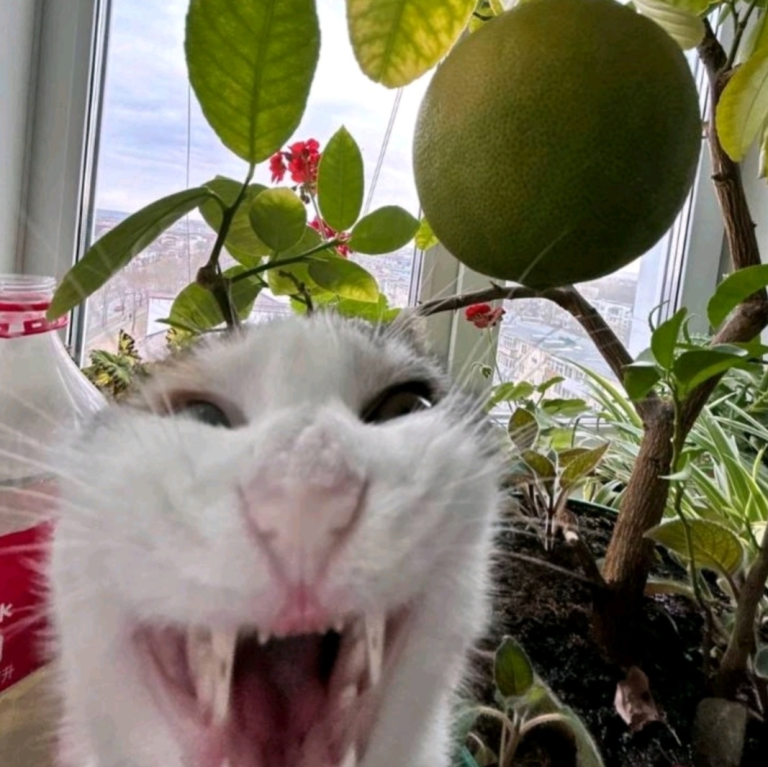 Надир Садвакасов